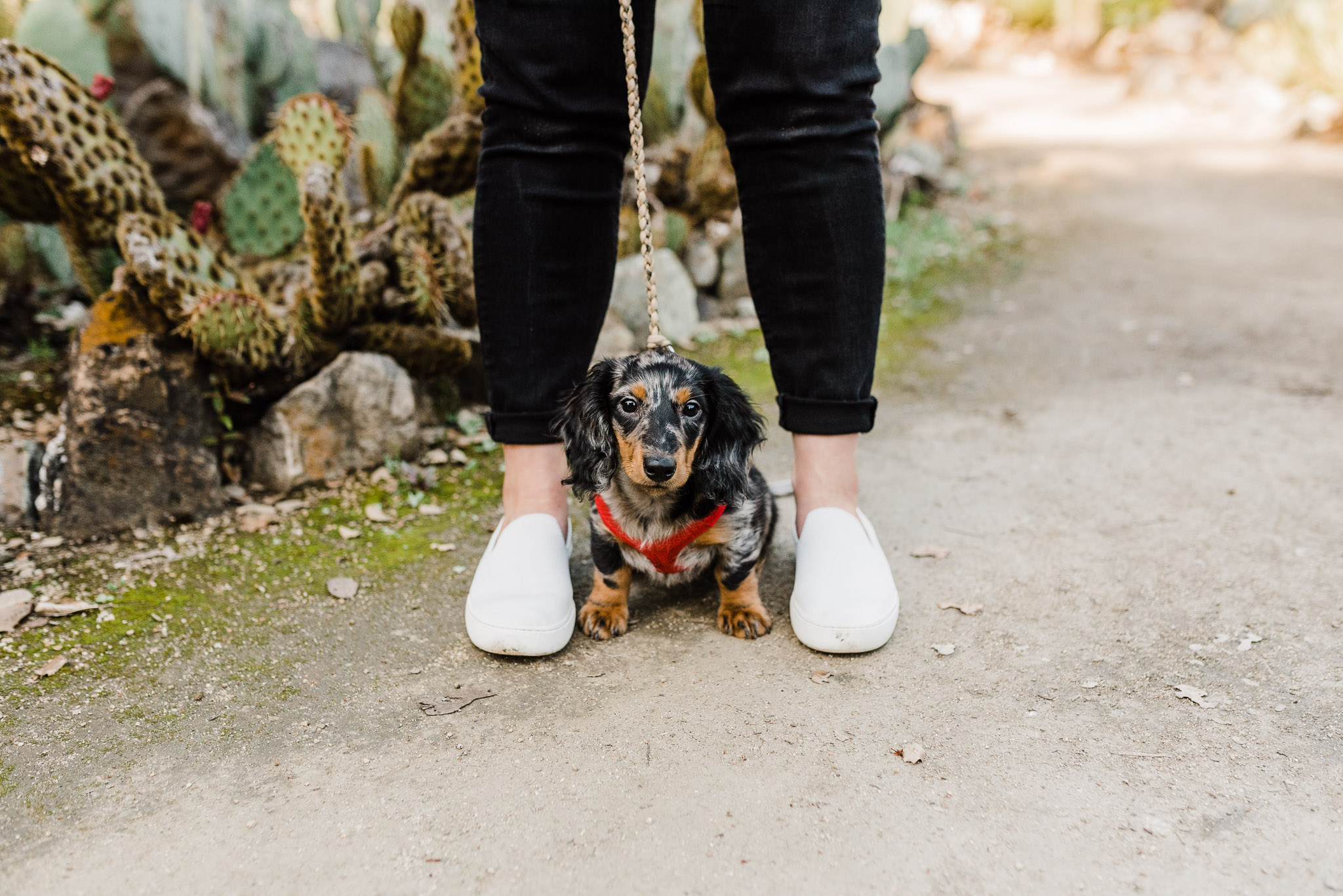 Long haired Dachshund (wiener dog) standing between his owner's legs