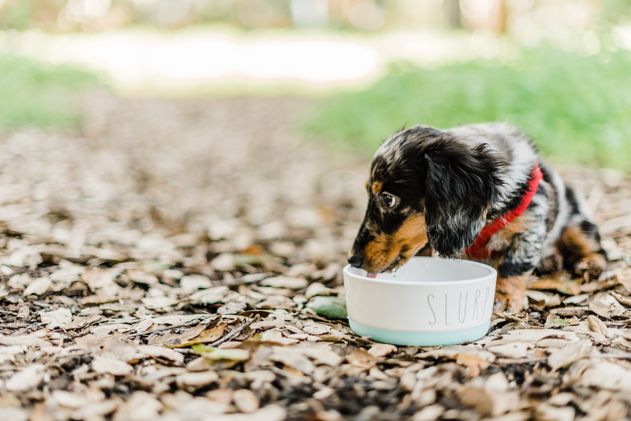 Black, long haired Dachshund puppy drinking out of a water bowl that says "slurp."