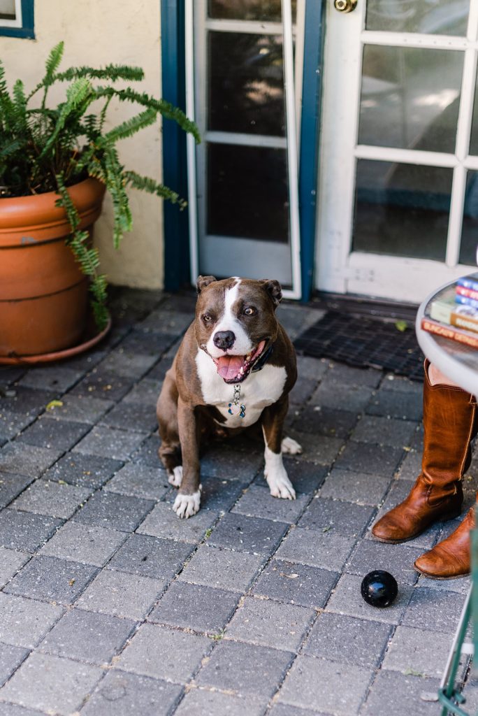 brown and white pitbull sitting on the floor with his tongue out and looking off into the distance
