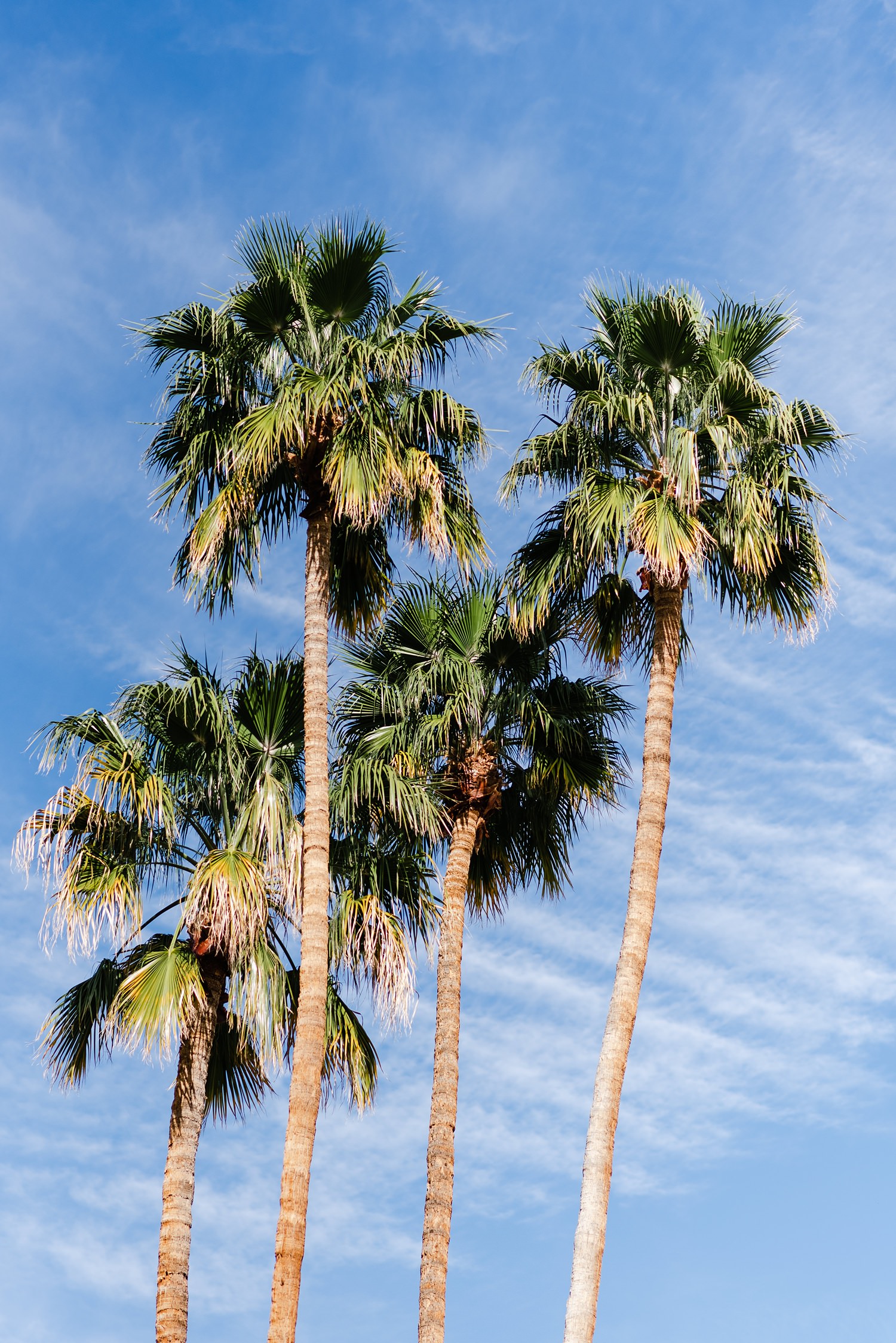 4 palm trees